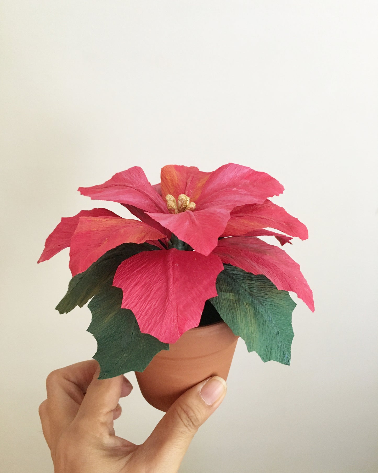 Poinsettia pot